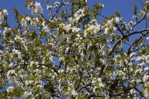 prunus avium blommande körsbär. körsbär blommor på en träd gren foto