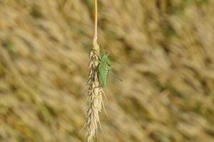 isofia. gräshoppa är ett isofi på en vete spikelet. foto