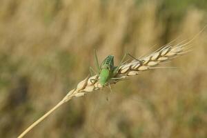 isofia. gräshoppa är ett isofi på en vete spikelet. foto