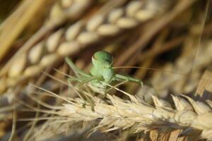 isofia. gräshoppa är ett isofi på en vete spikelet. foto