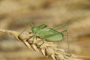 isofia. gräshoppa är ett isofi på en vete spikelet. foto