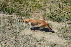 röd katt på en smuts väg. foto