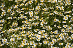 kamomill blommor. farmaceutisk kamomill. medicinsk växt kamomill, blommande. foto