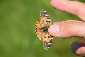 fjäril vanessa cardui i de händer av man. fjäril fångad foto