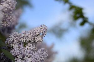 blommor blomning lila. skön lila lila blommor utomhus. foto