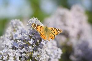 fjäril vanessa cardui på lila blommor. pollinering blomning syrener. foto