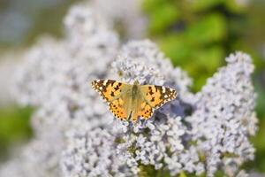 fjäril vanessa cardui på lila blommor. pollinering blomning syrener. foto