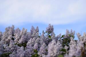 blommor blomning lila. skön lila lila blommor utomhus. foto