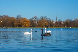 höst svanar glida på en fredlig sjö inom en naturskön London parkera miljö foto