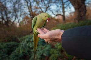 parakit med grön fjädrar uppflugen på hand, londons kyligt parkera scen foto