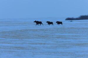 prairie älg i vinter saskatchewan kanada foto