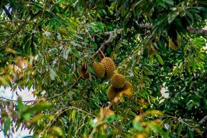 färsk lokal- indonesiska Durian. de Durian är fortfarande på de träd, upprätthålla dess friskhet. de Durian träd. foto