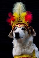 porträtt av en hund klädd för karneval, med fjädrar, paljetter och glitter foto