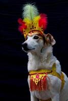 porträtt av en hund klädd för karneval, med fjädrar, paljetter och glitter foto