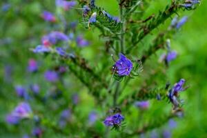 echium vulgärt, lila vild blomma närbild på stam. en örtartad växt, en arter av de släkte blåmärke av de gurkört familj. foto