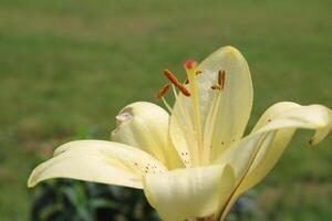 blommor i de vild natur foto