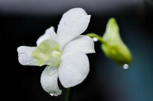 vit orkide blomma, orkide eller orchidaceae och regn släppa foto