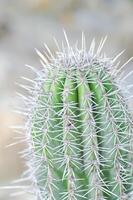 mammillaria , mammillaria plumosa eller kaktus växt foto
