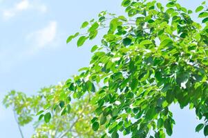 banyan träd eller ficus annulata eller ficus bengalensis och himmel foto