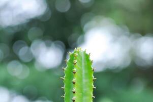 kaktus växt eller euphorbia eller euphorbia mayurnathanii , eufori laktea eller euphorbia lacei krabba foto