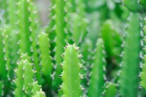 kaktus växt eller euphorbia eller euphorbia mayurnathanii , eufori laktea eller euphorbia lacei krabba foto