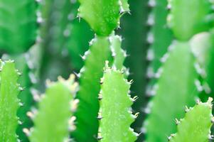 kaktus växt eller euphorbia eller euphorbia mayurnathanii , eufori laktea eller euphorbia lacei krabba foto