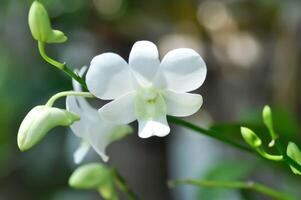 orkide eller vit orkide , orchidaceae foto