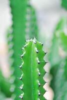 kaktus växt eller euphorbia eller euphorbia mayurnathanii , eufori laktea eller euphorbia lacei krabba foto