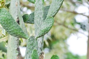 opuntia rubescens eller väg döda kaktus ,opuntia cochenillifera eller opuntia eller kaktus foto