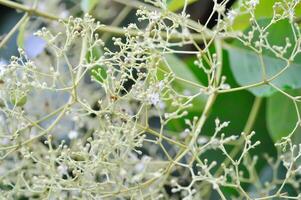 tectona grandis, teak eller lamiaceae eller teak växt eller teak utsäde eller teak och blomma foto
