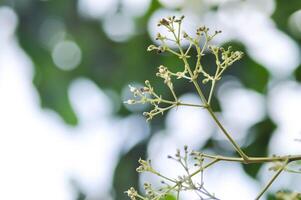 tectona grandis, teak eller lamiaceae eller teak växt eller teak utsäde eller teak och blomma foto