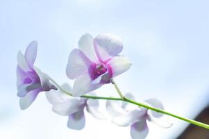 lila orkide eller vit och lila orkide blomma, orkide eller orchidaceae foto