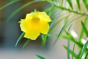 thevetia peruviana ,gul oleande eller tur- nöt eller tur- böna eller trumpet blomma foto