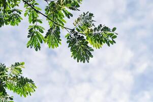 regn träd eller samanea saman, leguminosae mimosoideae träd och himmel foto