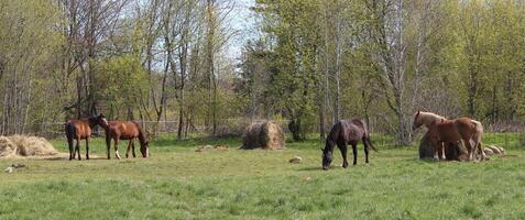 vackert balanserad scen av hästar betning i sommar. foto