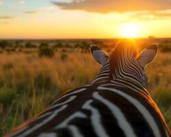 ai genererad en zebra stående i en fält på solnedgång foto