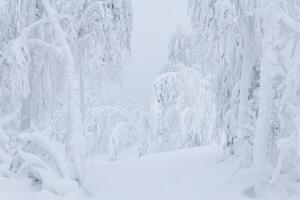 snöig vinter- landskap - frysta skog i en djup snö foto