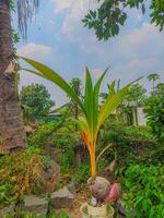 kokos träd natur handflatan grön tropisk växt. kokos skjuta växt utomhus. foto