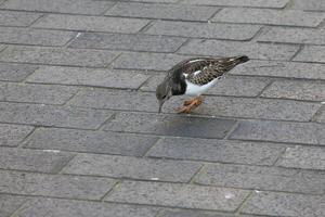 rödblommig vändsten, arenaria tolkar, i brixham foto