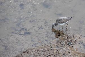 allmänning grönskaft, tringa nebularia, i grund vatten på kingsbridge i devon foto