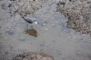 allmänning grönskaft, tringa nebularia, i grund vatten på kingsbridge i devon foto