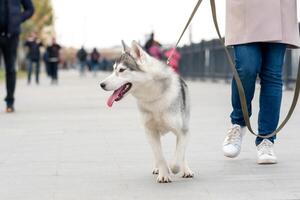 hes hund promenader med henne ägare längs de vägbank i ett höst dag foto