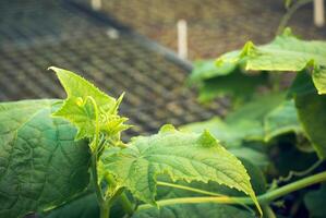 ung skjuta av gurkor på en bakgrund av suddigt lådor med plantor foto