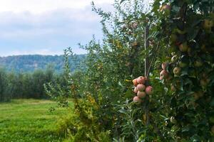 rosa frukt mogna på en träd i ett äpple plantage foto