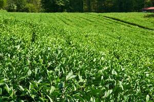 rader av te buskar på en plantage på en solig dag foto
