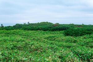 tjocklekar av sasa bambu och dvärg- tallar på kunashir ö, naturlig havet landskap foto