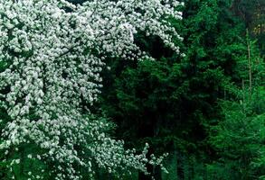 bakgrund - blomning äpple träd mot de barr- skog foto