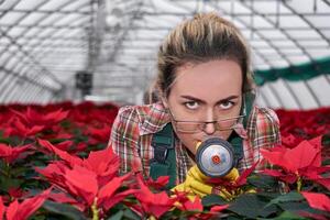 kvinna trädgårdsmästare i växthus med röd julstjärna blommor tar syfte på kamera från pesticid spruta foto