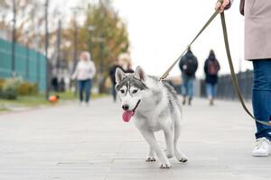 hes hund gående med ägare utomhus på ett höst dag foto