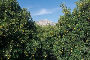 citrus- plantage i de bakgrund av bergen foto